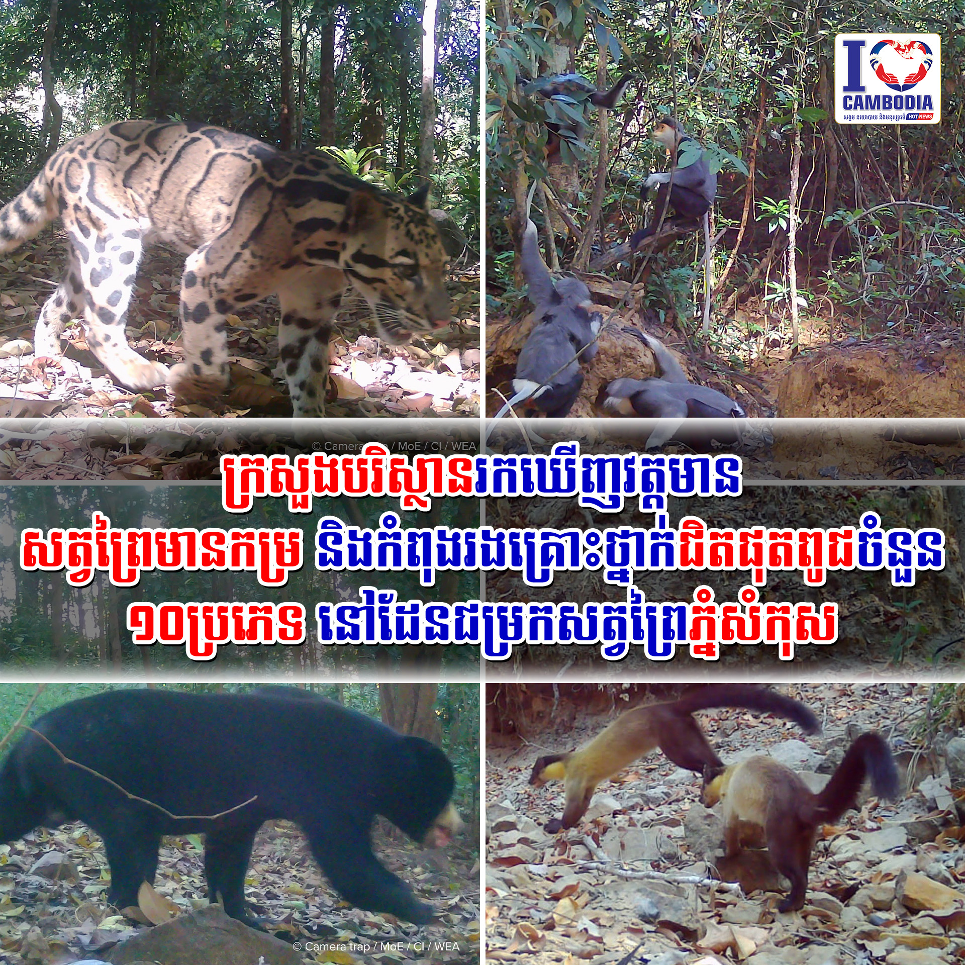 ក្រសួងបរិស្ថានរកឃើញវត្តមានសត្វព្រៃមានកម្រ_និងកំពុងរងគ្រោះថ្នាក់ជិតផុតពូជចំនួន