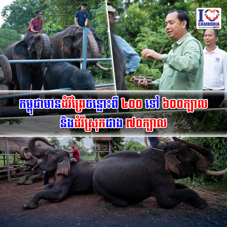 កម្ពុជាមានដំរីព្រៃចន្លោះពី_៤០០_ទៅ_៦០០ក្បាល_និងដំរីស្រុកជាង_៧០ក្បាល 